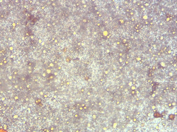 Campione energizzato con Mini CPU 