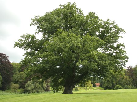 Quercus_robur_JPG_(d1)