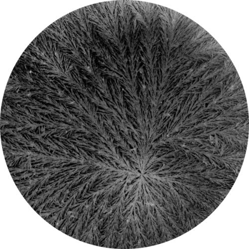 k_aglio_SL_08_small